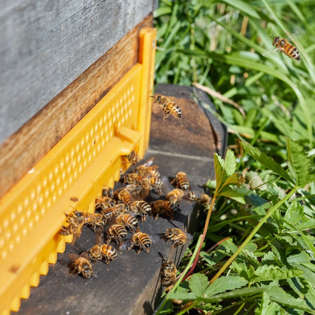 Arbeiterinnen kommen vom Honigsammeln zurück