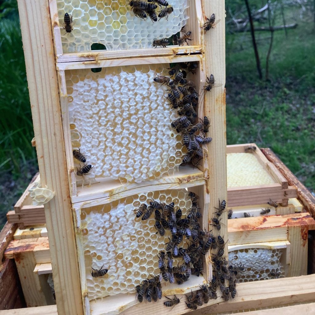 Bienenwaben und Arbeiterinnnen